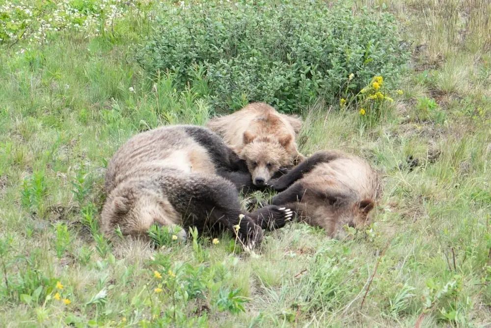 Three grizzly bears resting together in a summer meadow.