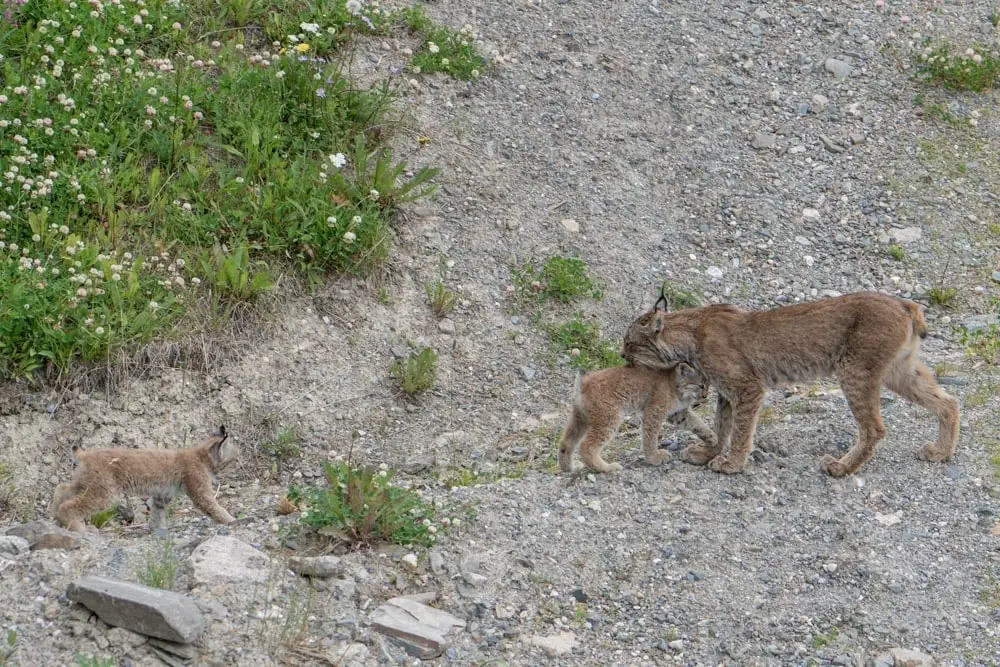 Canada lynx mother carries a kit while another follows along a rocky slope.